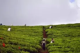 客官！清明时节来杯茶吧~图片