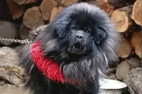 狮子头，虎头藏獒，为啥身价差了百万？图片