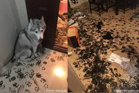 一开门惊见  满地墨水狗脚印   哈士奇吐舌萌笑装无辜图片