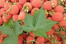 关于盆栽掌叶覆盆子苗（树莓）我要说的图片