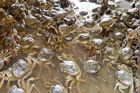 只认阳澄湖的大闸蟹？湖南这地方的蟹更美味，还“救”了一村村民图片