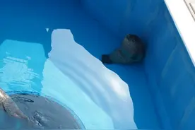 萌宠趣事第126波：这睡姿简直萌到不行了！图片