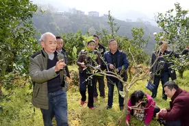 脐橙大量落叶农民心焦 柑橘专家紧急出动解救图片