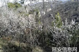 桃花绽放 凤凰山赏桃花走起图片