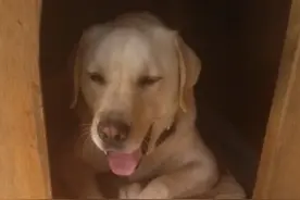 这只拉布拉多开了一间头部按摩店，于是另一只拉布拉多前去体验图片