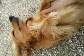 主人实测故意摔倒后狗狗的反应，结局为何如此悲伤图片