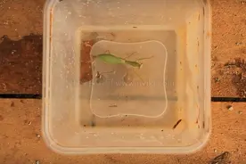 他把螳螂放进水里后身体钻出个恐怖东西 你就会相信异形真实存在图片