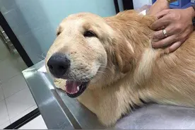 那些被蜜蜂蛰了的小动物，真是可爱又让人不忍图片