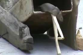 他用木棒将钢块撑起，轻易就做出超强捕鼠器，快准狠简单又实用！图片