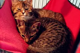 压坏吊床的最后一根猫毛！主子们你们悠着点儿！图片