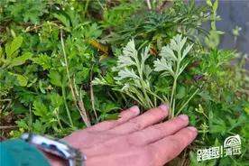 touch摄影师做艾糍！别说话，吃我！图片