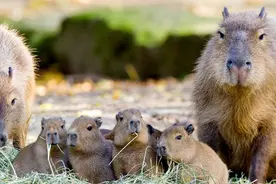 如此呆萌！世界上体型最大的啮齿类动物水豚图片