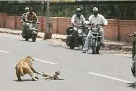 小猴子被车撞倒又被野狗盯上，猴妈妈的表现让人惊讶图片