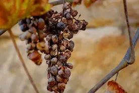 世界最顶级的 TBA 贵腐甜白葡萄酒，能喝到就是福分图片