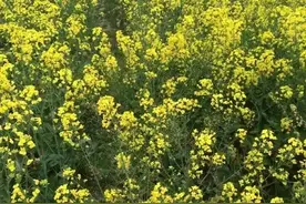 健康美丽女人每天都需一杯柠檬蜂蜜水图片