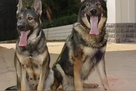 中国第一种培育成功的军犬：昆明犬，完胜黑背德牧图片