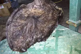 这么大的灵芝，居然是假的，太可惜了！图片
