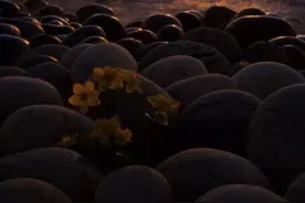 北挪威北极圈以北，不落的午夜太阳图片
