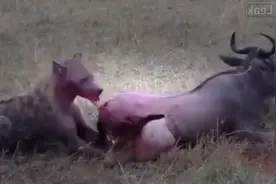 最残酷的死亡 非洲鬣狗活吃角马慢慢将它身体掏空！图片
