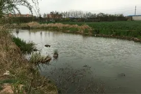 钓鱼人，风雨无阻 老鬼饵料钓草鱼图片