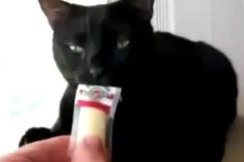 网友给猫咪闻了一下榴莲糖，结果猫咪的反应让所有人意外图片