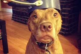 比特犬不愧是世界第一犬种，不仅会杂技，还敢向公牛发起挑战！图片