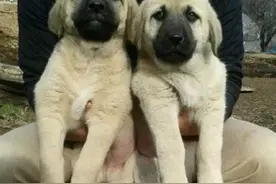都说土耳其狗很出名，原来就是这坎高犬图片