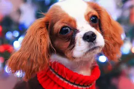 动物世界犬种-查理士王小猎犬图片