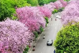 收藏柳州“采花大盗”必看的赏花地图，和春天来个“艳遇”吧！图片