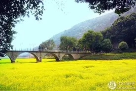 专题：寻找花姑娘——春季油菜花观赏地推荐图片