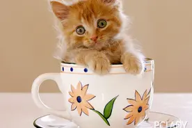 猫咪不拉便便怎么回事？图片