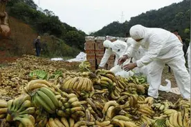 深圳销毁35吨农药香蕉 果蔬农药排第一竟是它图片
