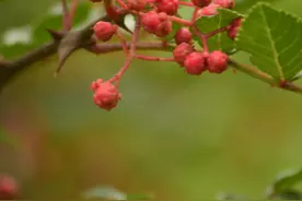 花椒红糖汤驱寒效果好 日常多吃这些食物可驱寒图片