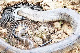 农村小溪边，表姐教我怎么捕蛇，2米长的水蛇我真的不敢靠近！