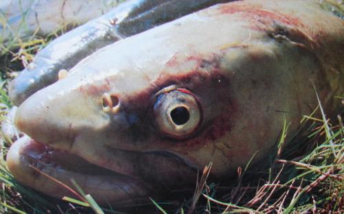 喀纳斯湖水怪抓住了 其实是巨型哲罗鲑?