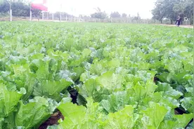 辛集新品种的大白菜长势喜人，丰收在望！视频封面