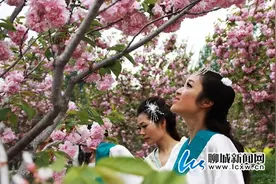 第十一届国际樱花节将于4月在姜堤乐园开幕图片