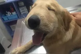 金毛被蜂蛰肿：主人伤心 它却一脸傻样图片