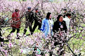 临泉县第十二届桃花艺术节开幕图片