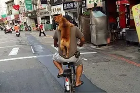 柴犬撑在主人背上骑自行车兜风,满满的信任与默契图片