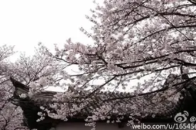 朝朝暮暮赏樱花！鼋头渚夜樱公园提前至今晚开放（内附无锡3A级以上景区门票大全最新版）图片