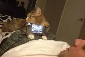 猫奴必备--论猫咪的正确使用方式图片