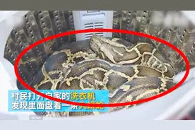 惊魂一刻！家中洗衣机发现异动 打开发现一条52斤大蟒蛇视频封面