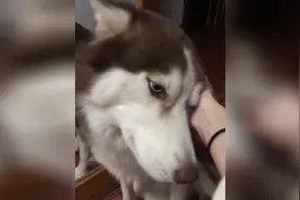 这可爱的小表情 求摸摸呀视频封面