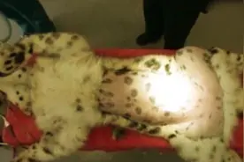 老虎剃光毛也太搞笑了，形象全毁了