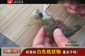 虾里的白色线状物是虫子吗？