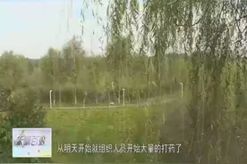 渭河南大堤部分柳树树叶“消失” 原来是虫子惹的祸视频封面