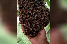 养蜂人的一天，你知道为什么蜜蜂不会蜇养蜂人吗？视频封面