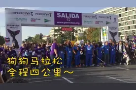 汪星人跑马拉松，结果让人哭笑不得视频封面