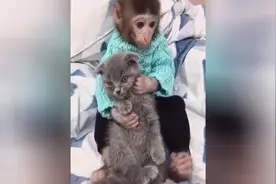 这只猴子当姐姐后，强迫症一犯就把弟弟妹妹抓来找虱子，可爱极了